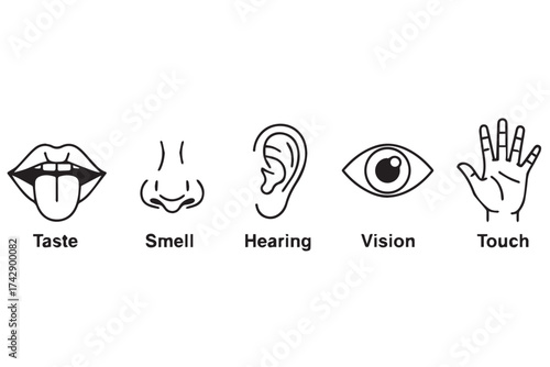 Simple line drawings representing the five human senses taste, smell, hearing, vision, and touch, isolated on transparent background