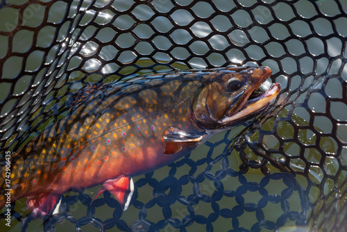 Принти на полотні Colorful brook trout male in spawning colors in a landing net on a fall day