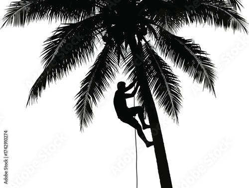 Palm tree climbing silhouette illustration with rope, traditional harvesting and rural labor concept artwork for sustainability and culture design