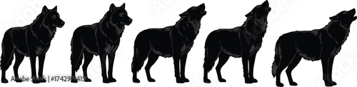 Wolf silhouettes collection, progressive size sequence, standing and howling poses, wild animal illustration set, wildlife predator vector art