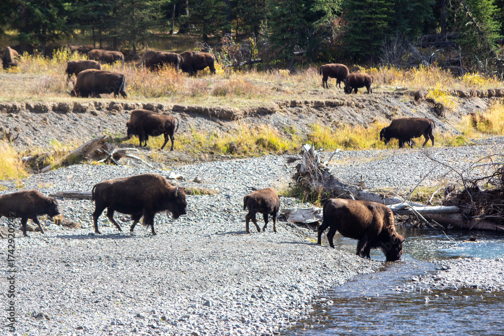 Fototapeta premium Yellowstone National Park