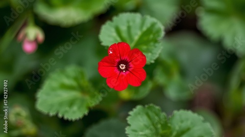 Vibrant Red Flower with Dark Center Surrounded by Green Leaves