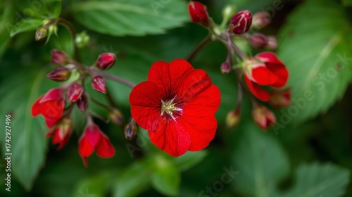 Vivid Red Star Shaped Flowers Blooming Among Lush Green Foliage In Sunlight