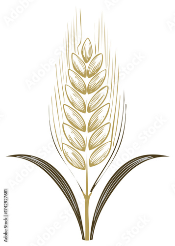 Golden Wheat Stalk Illustration: Harvest Grain Graphic Element with Textured Details