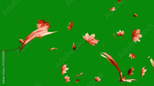Falling autumn leaves.. Beautiful autumn maple leaves falling animation with soft wind motion and realistic texture. Autumn Season Falling Leaves Background Animation. 
