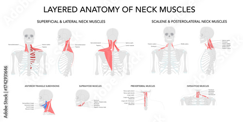 Set of Layered Anatomy of Neck Muscles - Detailed anatomical illustration showing the neck muscles organized in layers from superficial to deep, including cervical and prevertebral muscles. 