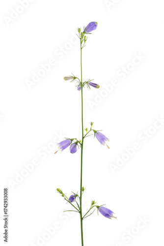 ツリガネニンジン　Adenophora triphylla var.japonica