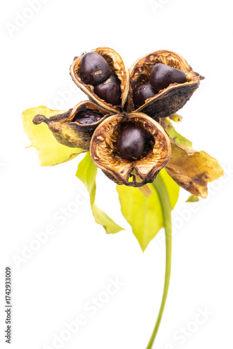 シャクヤクの種子　Paeonia lactiflora