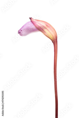 ナンバンギセル　Aeginetia indica