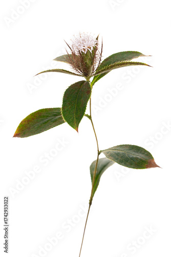 オケラ　Atractylodes ovata
