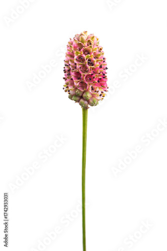 ワレモコウ　Sanguisorba officinalis