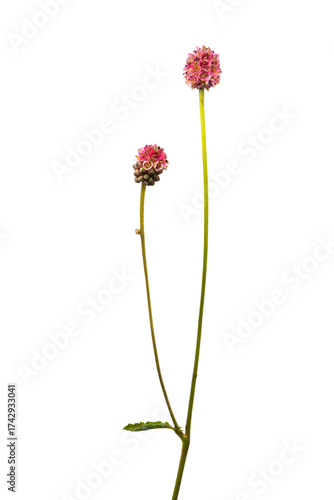 2本並んだワレモコウ　Sanguisorba officinalis