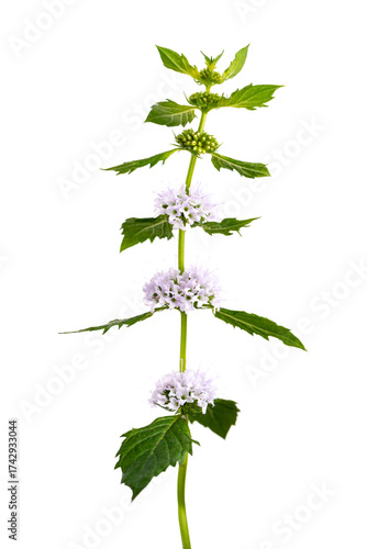 花が3段咲いたニホンハッカ　Mentha canadensis var.piperascens