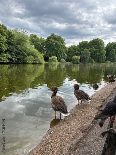 Photography ducks in london