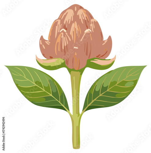 Isolated botanical illustration of a stylized artichoke flower with leaves
