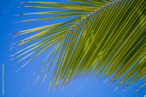 Blue Sky Background with a Healthy Green Palm Frond in the Foreground.
