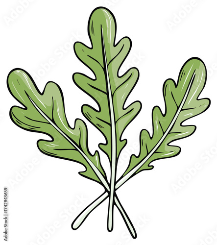 Arugula Herb Illustration Green Salad Leafy Vegetables Fresh Cooking Ingredient