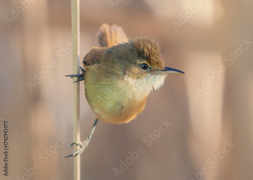 A wild Australian reed warbler (Acrocephalus australis) clinging to a reed stem with soft blurred background and golden light