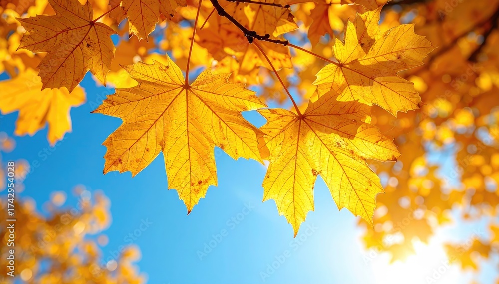 Obraz premium Sunlit Golden Maple Leaves Against a Clear Blue Sky in Autumn