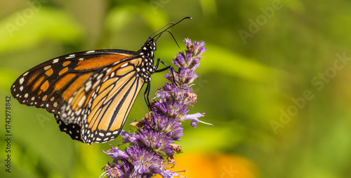Beautiful Monarch butterfly on Purple wildflower