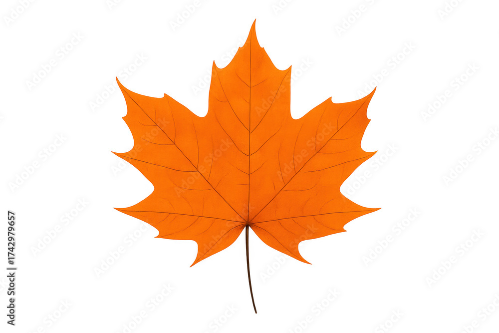 Fototapeta premium Orange maple leaf showing fall season colors on transparent background