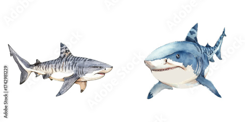 cute tiger shark watercolor vector illustration