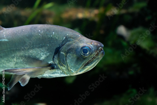 Wallpaper Mural Payara or vampire fish (Hydrolycus scomberoides), a predator fish from south america, in an aquarium of a freshwater museum, with low key lighting Torontodigital.ca