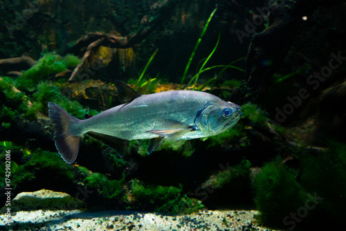 Wallpaper Mural Payara or vampire fish (Hydrolycus scomberoides), a predator fish from south america, in an aquarium of a freshwater museum, with low key lighting Torontodigital.ca
