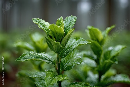 Lush green plant with droplets, blurred forest backdrop