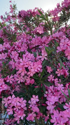 Pink flowers in the wind