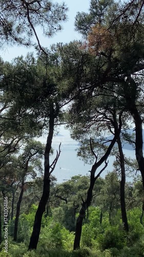 Sailing boat seen between trees