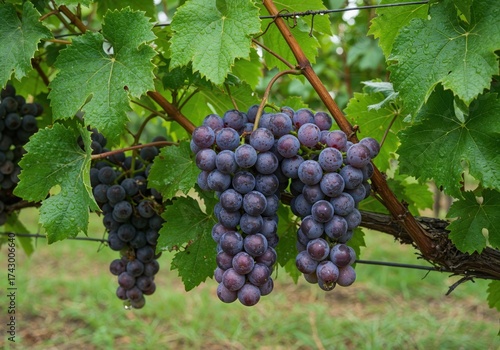Wallpaper Mural Grape Harvest in Vineyard: Close-up shot of ripe grapes hanging from the vine, ready for harvest and winemaking, showcasing the beauty of the vineyard and nature's bounty. Torontodigital.ca