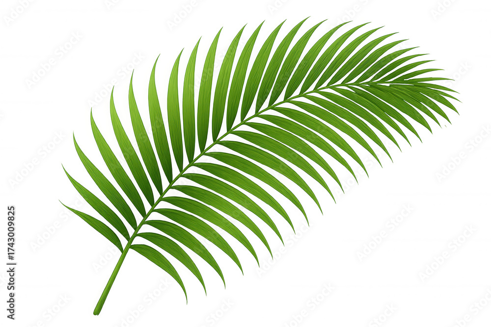 Obraz premium Green tropical palm leaf illustration offering natural background element for design and decoration, transparent background