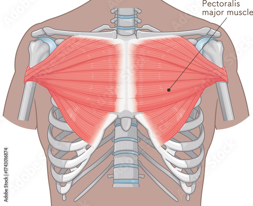 大胸筋、小胸筋のイラスト pectoral muscle illustration