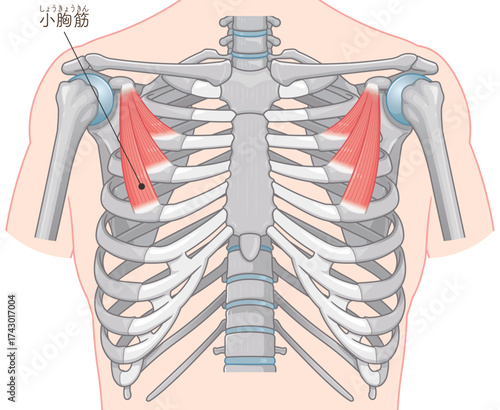 大胸筋、小胸筋のイラスト pectoral muscle illustration