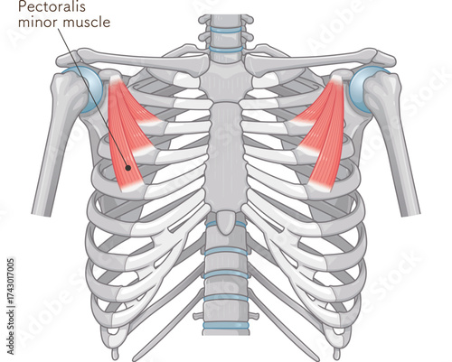 大胸筋、小胸筋のイラスト pectoral muscle illustration