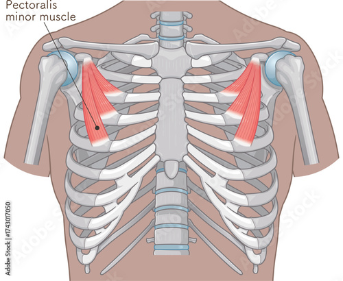 大胸筋、小胸筋のイラスト pectoral muscle illustration