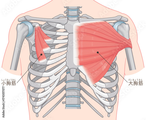 大胸筋、小胸筋のイラスト pectoral muscle illustration