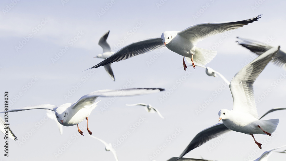 Obraz premium Seagulls, Birds, Animal image