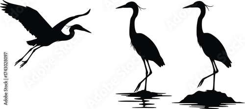 Heron bird silhouette illustration, flying and standing poses, wildlife vector art, nature design, water reflection, elegant animal artwork
