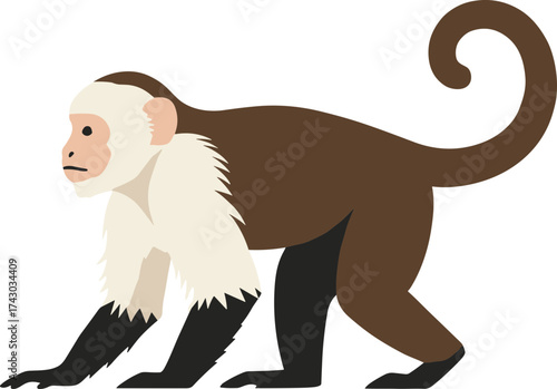Flat Style Capuchin Monkey Simple Illustration On White Background
