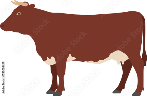 Simple Flat Style Brown and White Dairy Cow Mammal Illustration
