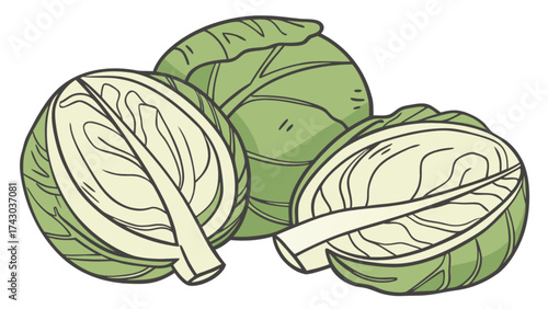 Cabbage head vegetable nutrition healthy eating fresh produce organic food raw vegan diet illustration