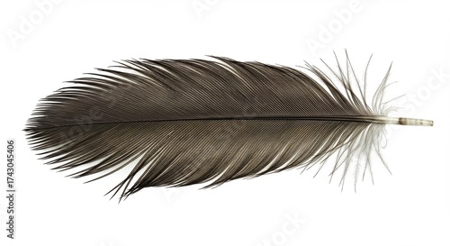 A single dark feather isolated on a white background.