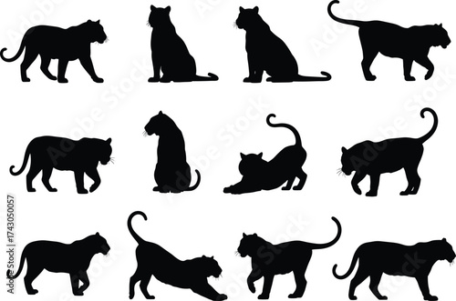 Black panther silhouette vector set, big cat in various poses, jungle predator illustration, wild feline animal design for stock content