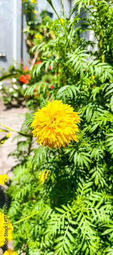 False sunflower plant