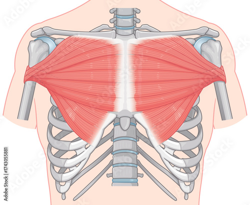 大胸筋のイラスト  pectoralis major muscle illustration