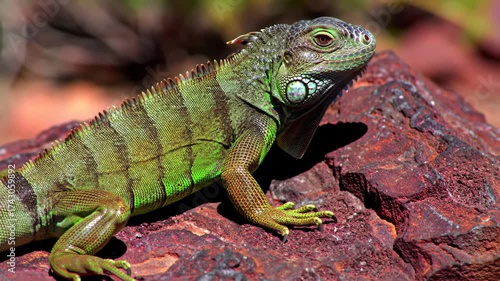 Wallpaper Mural Green Iguana basking on a rock in the sun. Torontodigital.ca