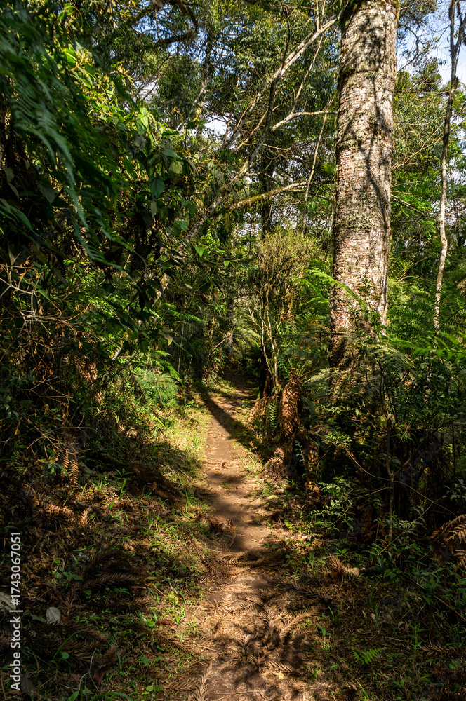 Obraz premium A narrow forest trail winds between tall trees and dense foliage, illuminated by patches of sunlight, creating a serene hiking path in Monte Verde, Camanducaia, Minas Gerais - Brazil.