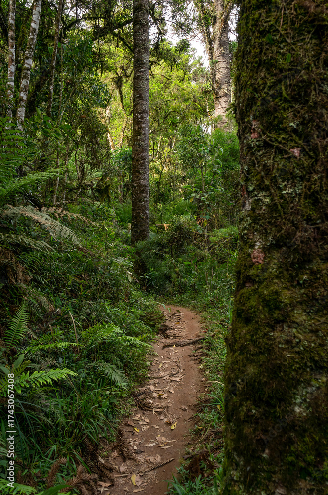 Obraz premium A narrow earthy hiking trail winds between mossy tree trunks and lush green and dense ferns under soft daylight in Pinheiro Velho hiking trail in Monte Verde, Camanducaia, Minas Gerais - Brazil.